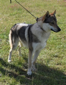 Atsu Sounds of Wolves